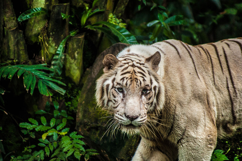 Raj Patel White Tiger wating for food