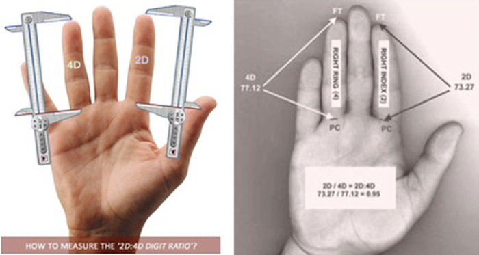 SP14-Hand