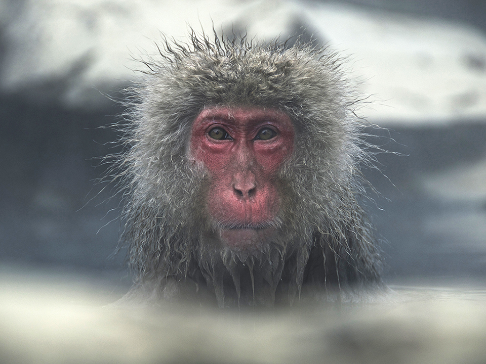 "In the snow mountains of Nagano, Japan, a wild monkey bathes in the natural hot springs warming itself from the freezing temperatures."  -Alex Menk from University of Colorado Boulder