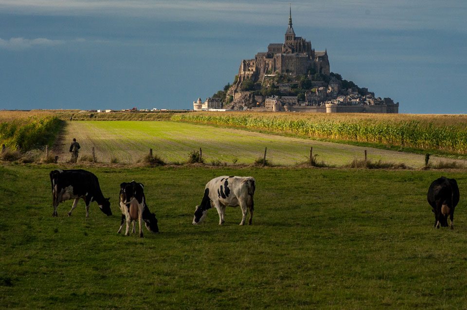 01_France_Petrus_MontCow