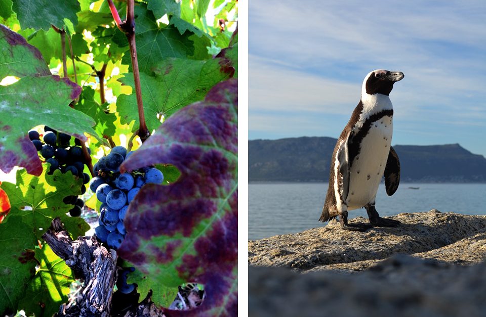 06-07-grapes-penguin