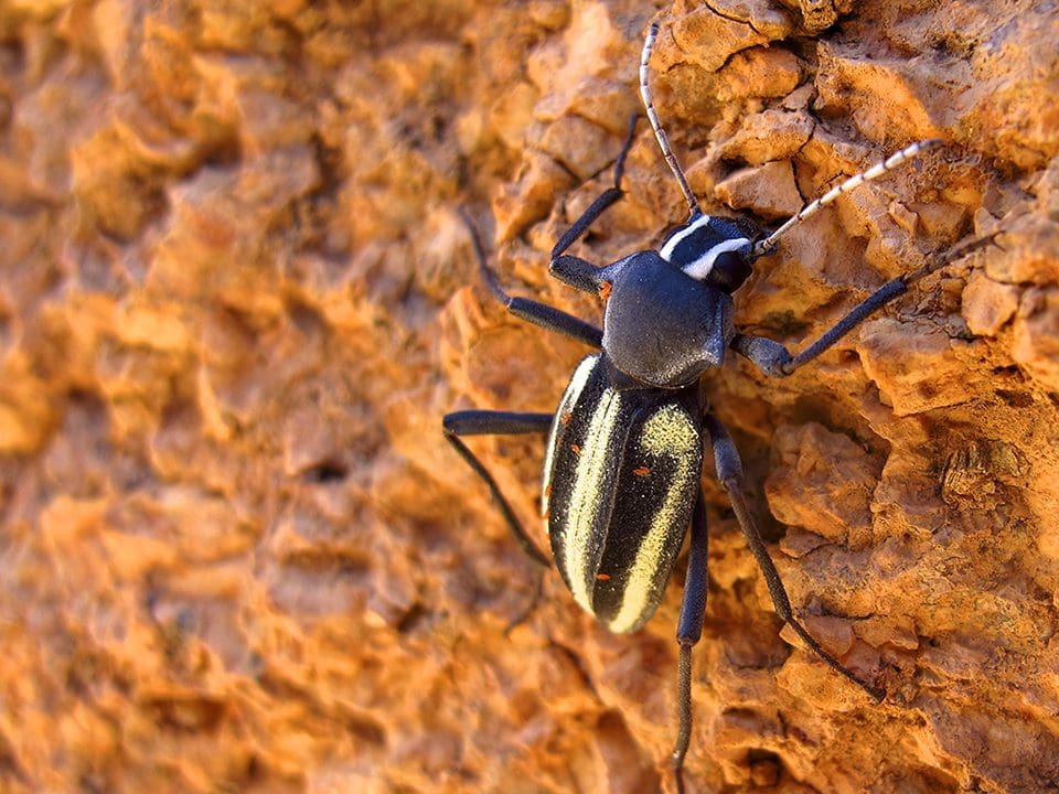 "I stumbled upon this Blister Beetle crawling on the petrified sand dunes in Spitzkoppe, Namibia. Their name is derived from a defensive secretion of a blistering agent, cantharidin." -Josh Liberman, University of Miami
