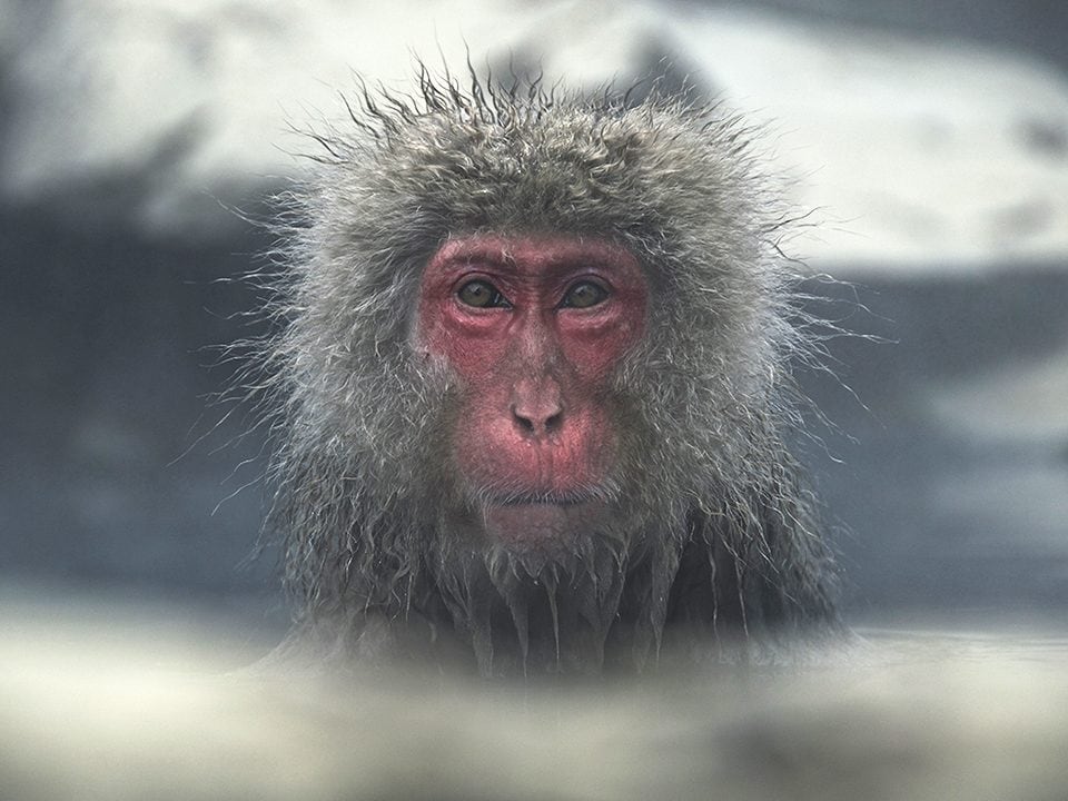 "In the snow mountains of Nagano, Japan, a wild monkey bathes in the natural hot springs warming itself from the freezing temperatures." -Alex Menk from University of Colorado Boulder