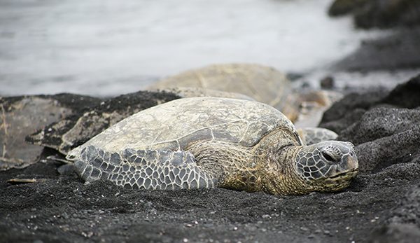 The Park Service is dedicated to protecting the Hawksbill Sea Turtle. Photo by Dr. Amber Johnson, professor or Languages and Communication at Prairie View A&M University