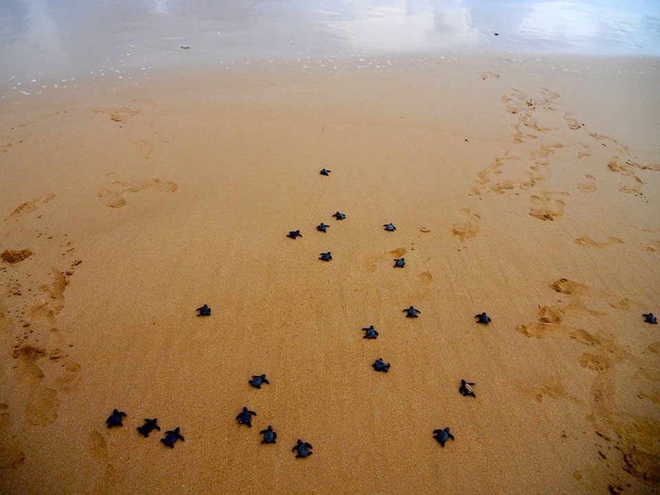 Alan Sheiner - Turtles