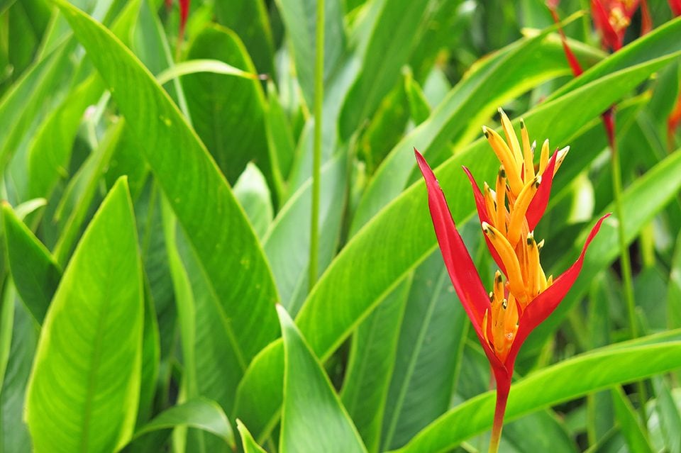 Staff member Alex Meyer took a walk in the Botanical Gardens and found many beautiful flowers, this heliconia flower being one of them. 