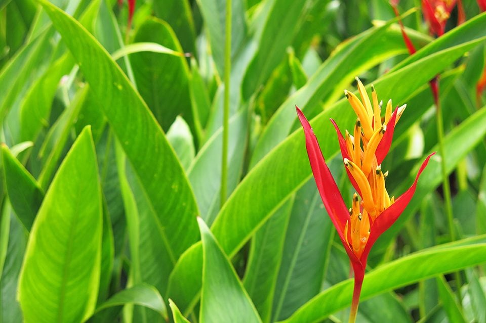 Staff member Alex Meyer took a walk in the Botanical Gardens and found many beautiful flowers, this heliconia flower being one of them.