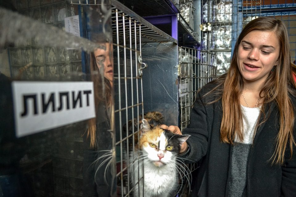 Gabrielle Passarelli of Western Connecticut State University pet one of the 60 cats who called the shelter home.