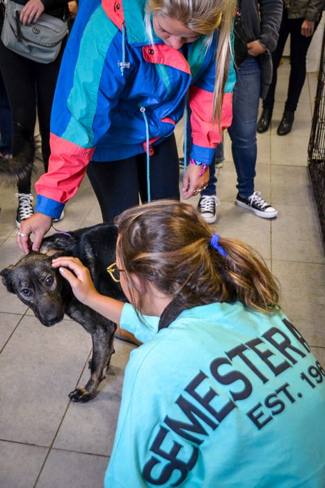 Lucille Reyer (left) and Dylan Nieman (right) of University of California Santa Barbara met one of the dogs living at the Animal Shelter and later befriended him with a treat.