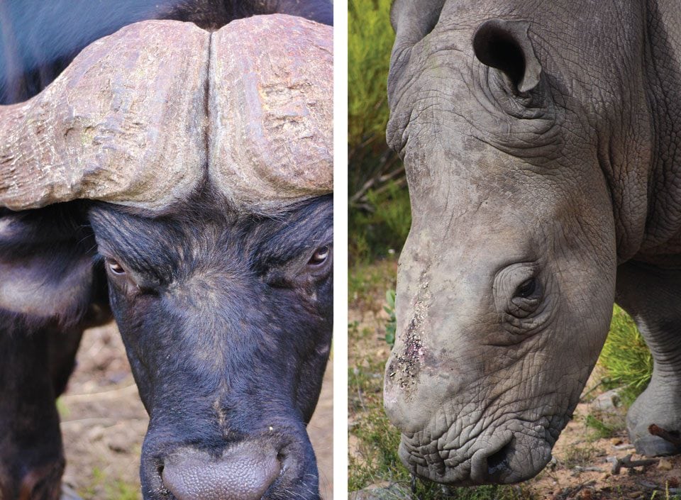 F13SouthAfrica_CarlyDavidson