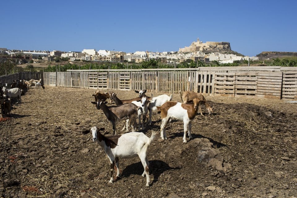 Gozo 026