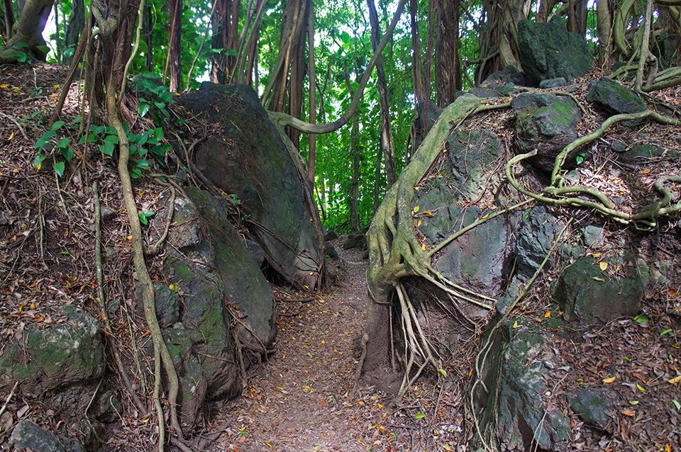 On a hike to Rainbow Falls, student Bryan Paul of Saint Joseph's University was amazed by the roots of the trees along the trail.