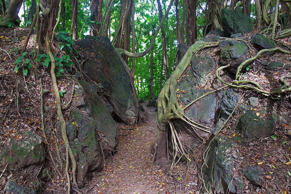 On a hike to Rainbow Falls, student Bryan Paul of Saint Joseph's University was amazed by the roots of the trees along the trail. 