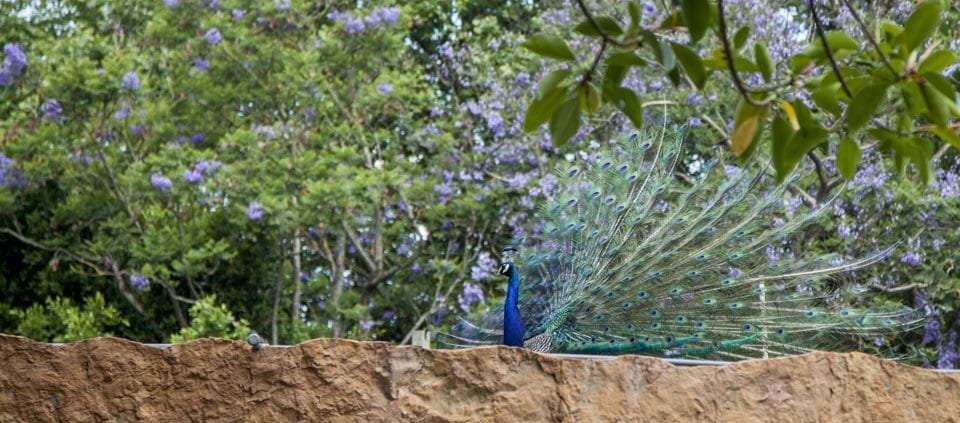 In many zoos, peacocks are allowed to roam freely. It is no different here as this male shows his feathery display from a rooftop near the primates. 