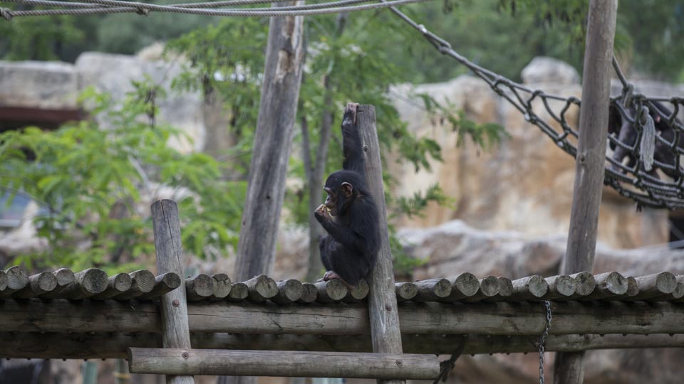 One of the younger chimps nibbles an orange in a brief break from swinging across their jungle gym. 