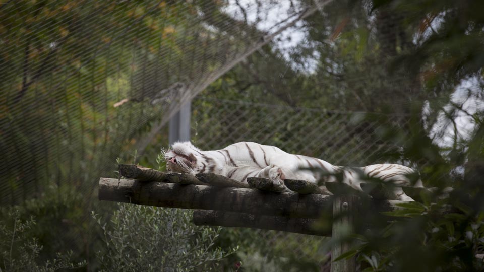 The Lisbon Zoo houses Siberian tigers, which have been hunted into near extinction for their beautiful white coats and blue eyes. The zoo is proud to be responsible for the first artificial insemination of a Siberian tiger female in Europe and the three cubs that are now helping the population slowly recover. Dr. Rissman chose for her students to take notes on the more active primates... the big cats, including this one tend to take some serious cat naps. 