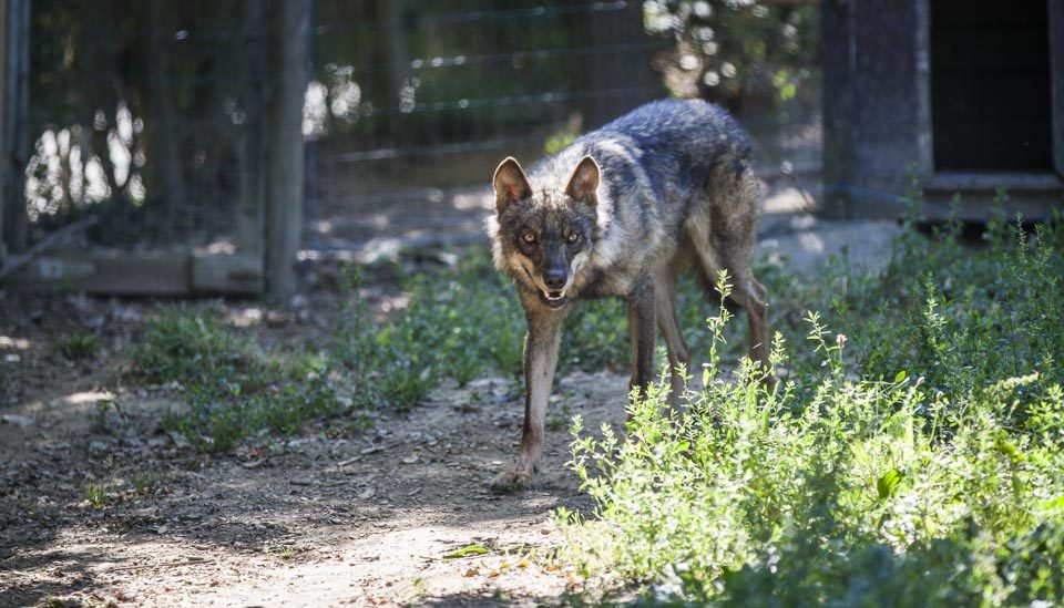 One of two Iberian wolves at the sanctuary prowled about her enclosure. She and her sister both stalked up and down the pathways next to their homes, yellow eyes watching every move. 