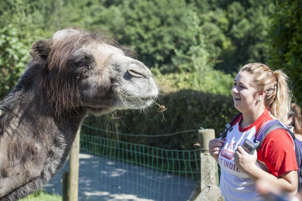 Morgan Shaver of Iowa State University smiles at a true foreigner to this land: a camel. 