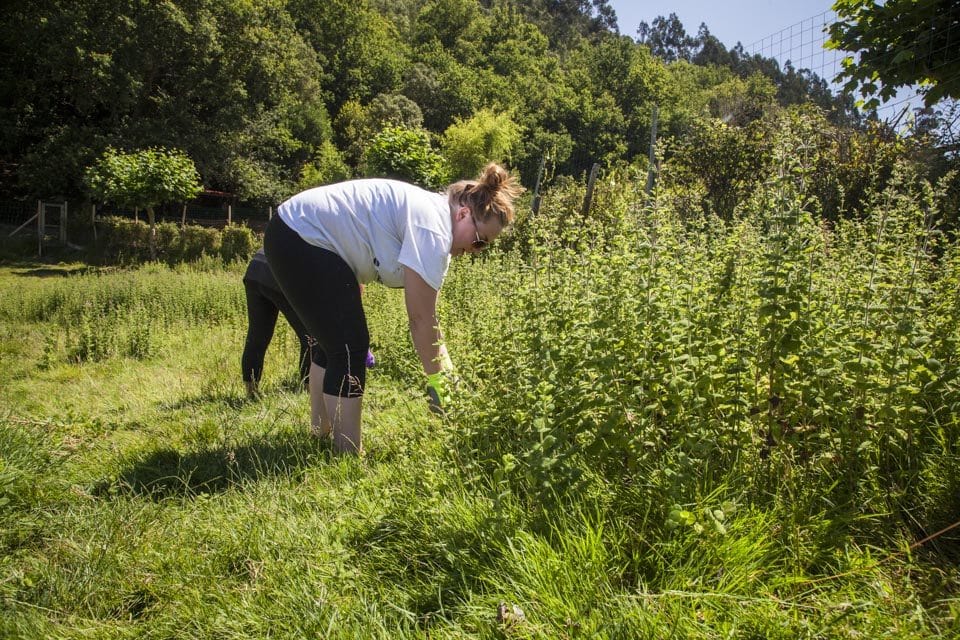 Blair Baldwin, University of Maine, tackles a large section of mint in the deer enclosure. Waist height and surrounded by another ‚Äúitchy and pokey‚Äù, as one of the staff members described it in his broken English, the mint was not as easy to pull as one might think‚Ä¶ but it did smell good.
