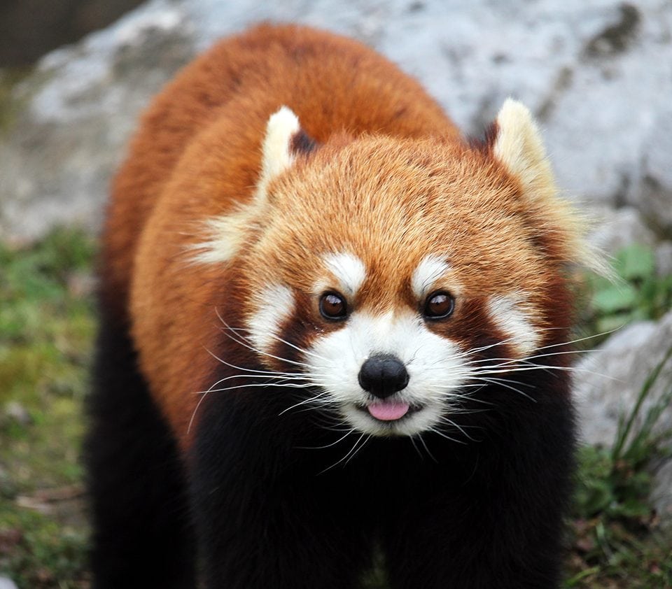 Lauren Oates from the University of Tampa photographed this Red Panda at the Shanghai Zoo. The Red Panda is native to the Himalayas and southern China. 