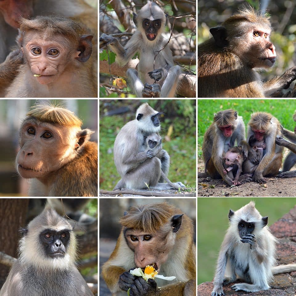 Jake Molloy from the University of Colorado Boulder photographed these Toque Macaque and Purple-faced Langur monkeys while on a field program to Sri Lanka. They visited the Association for the Conservation of Primate Diversity to learn about these monkeys that are endemic to Sri Lanka. "A truly unique experience that I was honored to take part in!"