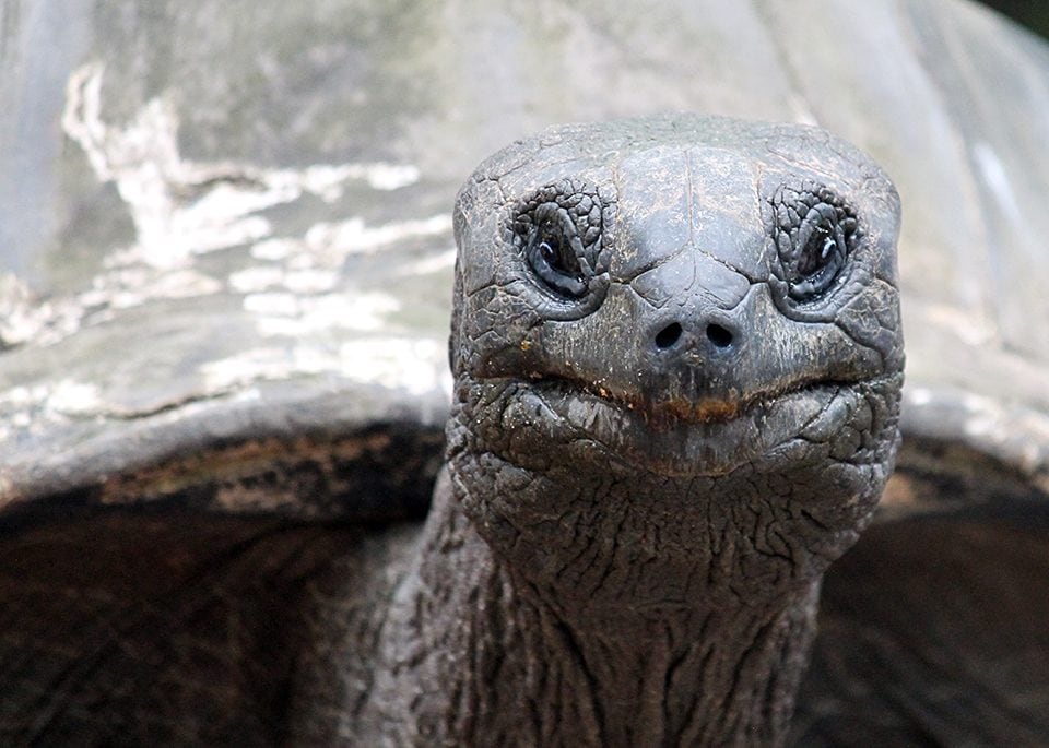 The Aldabra giant tortoise is one of the largest species of tortoise in the world. Jazmine Garcia from Santiago Canyon College found this tortoise at the Singapore Zoo. 