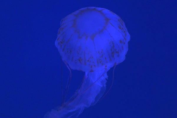 Jellyfish