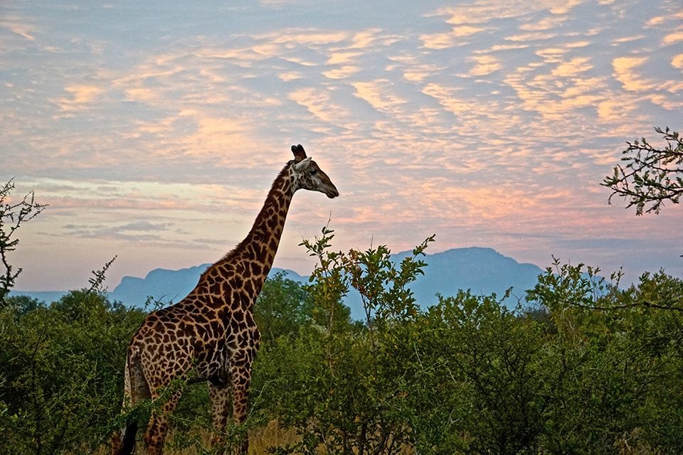 Morgan Hofer, a business student from California State University, Chico, captured this giraffe during a sunrise game drive at Kapama Game Reserve. 