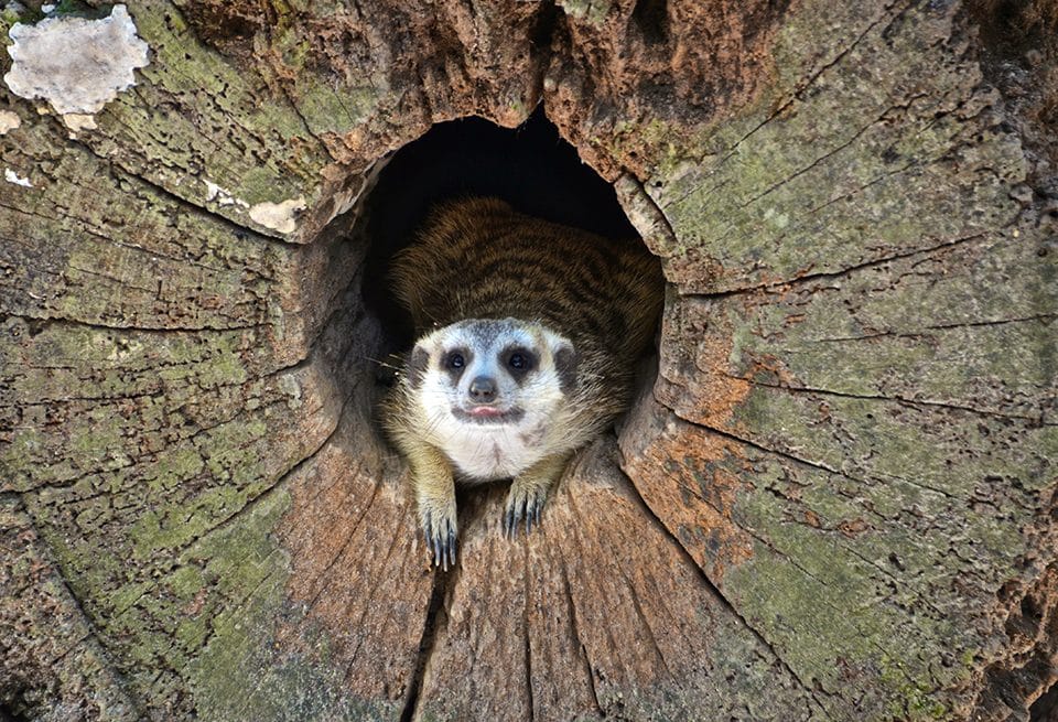 Meerkats are native to southern Africa, but Jake Molloy from York County Community College photographed this Meerkat in the Singapore Zoo.