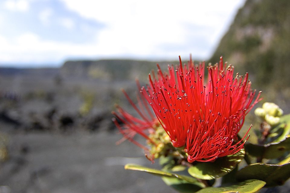 Josh Liberman from the University of Miami found this ª≈çhi ªa lehua tree while on a field lab for his Geohazards & Natural Disasters class. The lehua is the official flower of the Big Island.