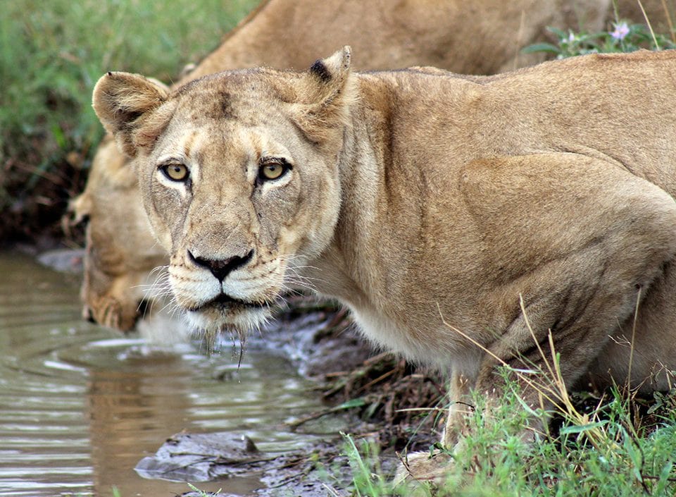 Chapman University student Meghan Salgado photographed these two female lions during an early morning game drive at Kapama Game Reserve. 