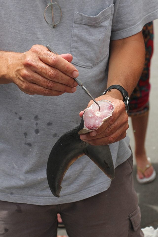 Tale of Mako Shark