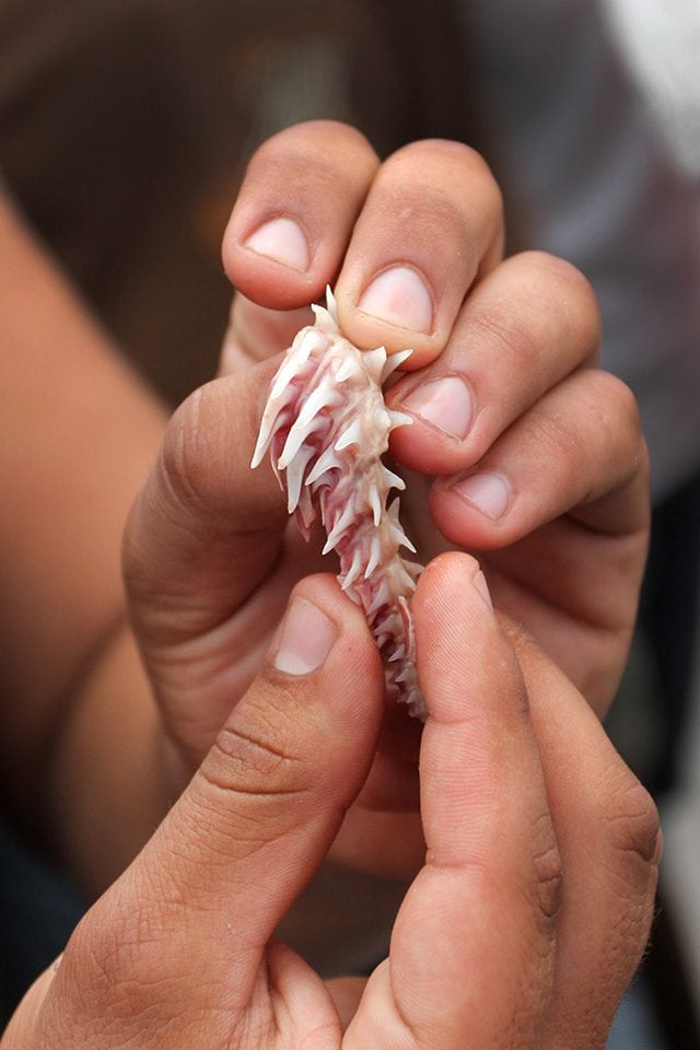 Morocco, Casablanca shark teeth