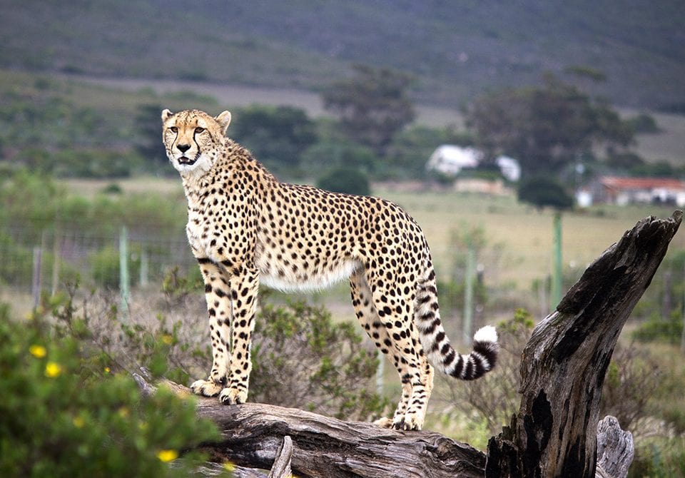 University of Montana Journalism student Olivia Vanni visited the Garden Route Game Reserve and photographed this cheetah named Sasha. Sasha is one of three cheetahs in the park.