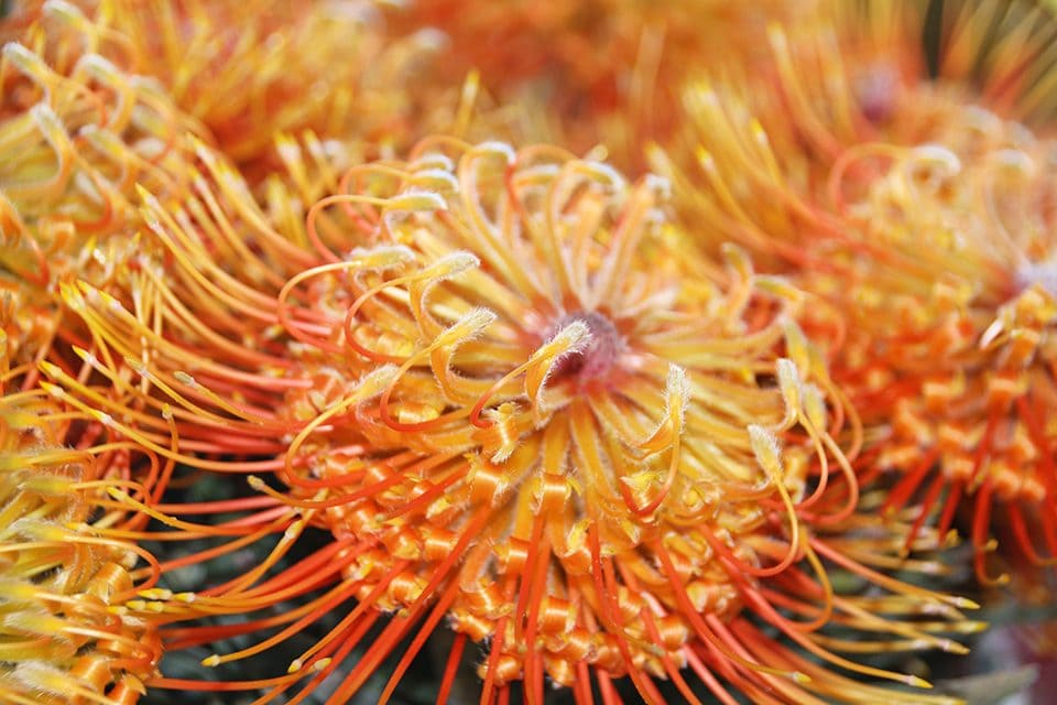 Olivier Verbiest from the United World College of South East Asia photographed this flower at the farmers market in downtown Hilo. 