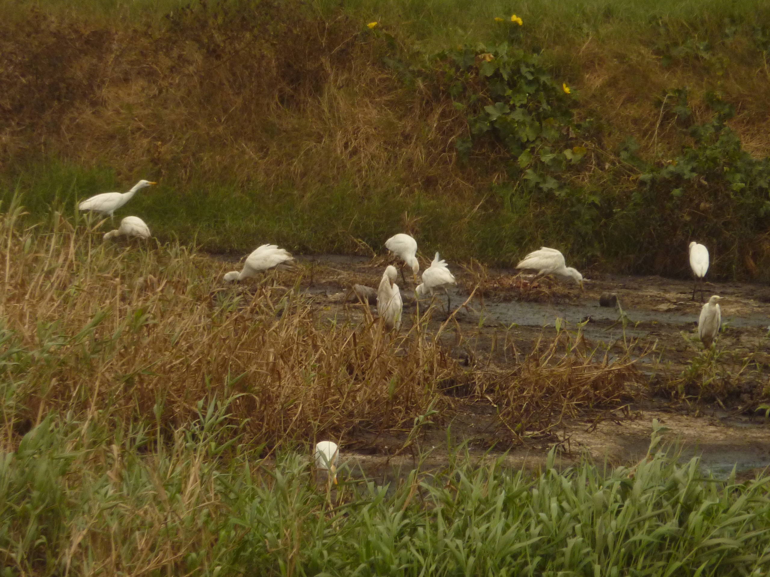 Birds congregate in Beetham landfill