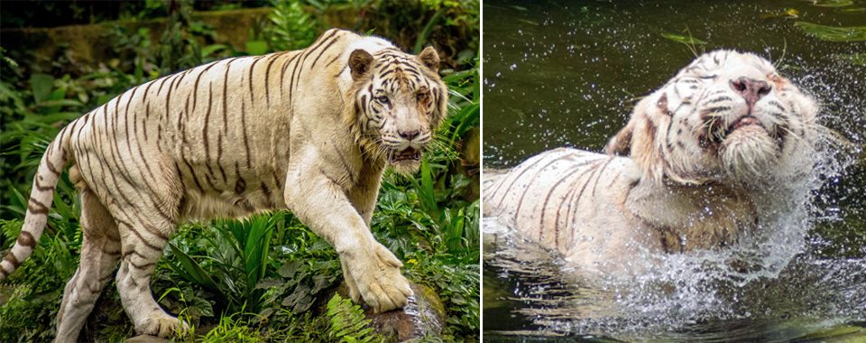 Chapman University student Scott Minard visited the Singapore Zoo and the tiger exhibit. "The Singapore Zoo was by far the most impressive zoo I've ever visited."