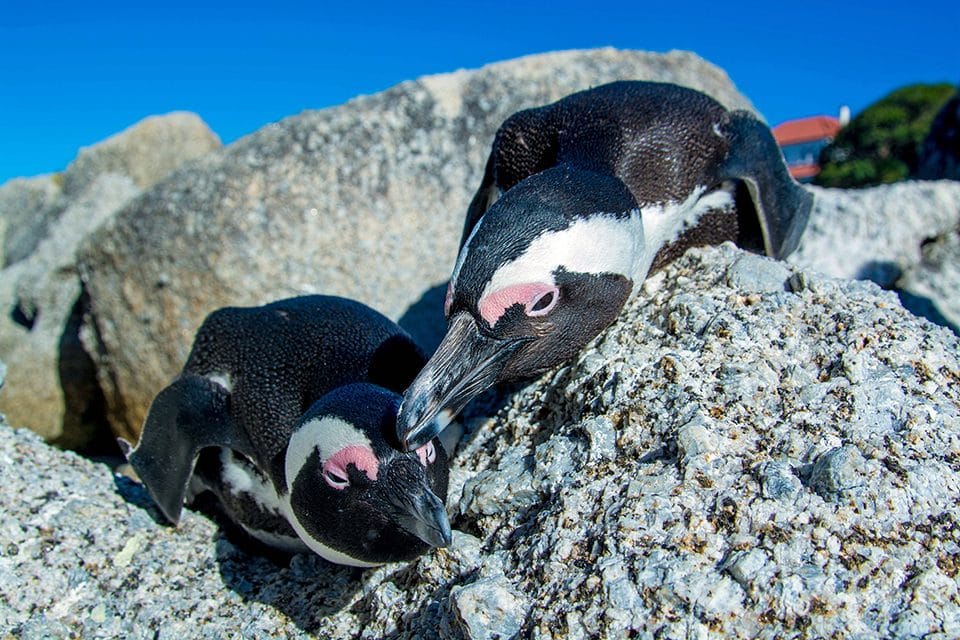 Chapman University student Scott Minard visited Boulders Beach to see the African Penguins. "These two penguins played with their reflection in my camera lens for ten minutes."