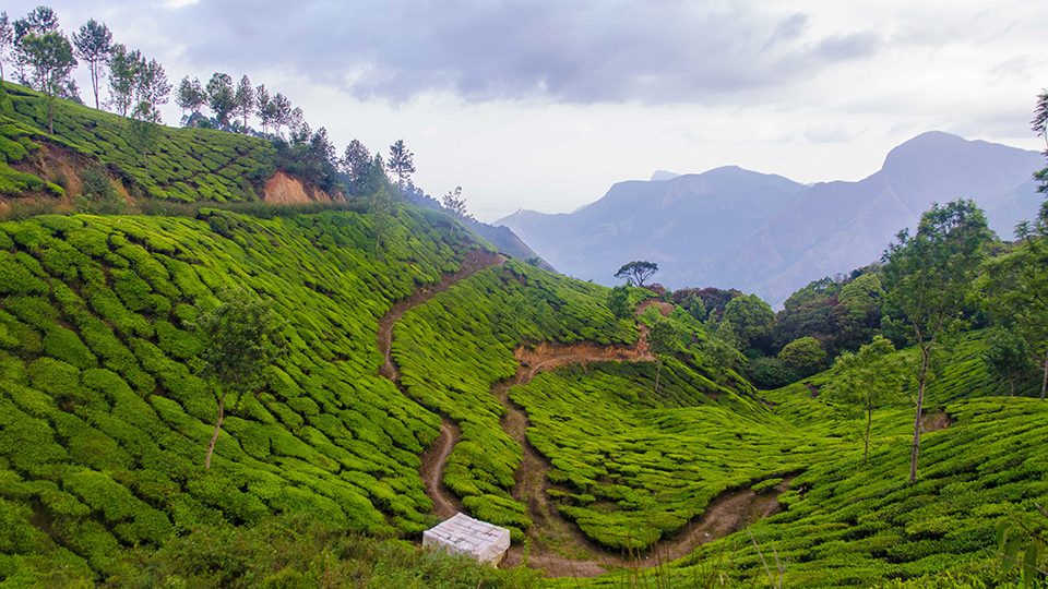 "This was my favorite view from my Field Program to Munnar. We spent two days hiking through the mountainous hills with tea in every direction as far as you could see. To get up out of the city and into the mountains was good for the soul. " -Scott Minard from Chapman University