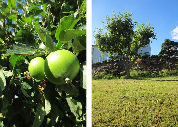 Some of the most sour apples I've ever tasted.