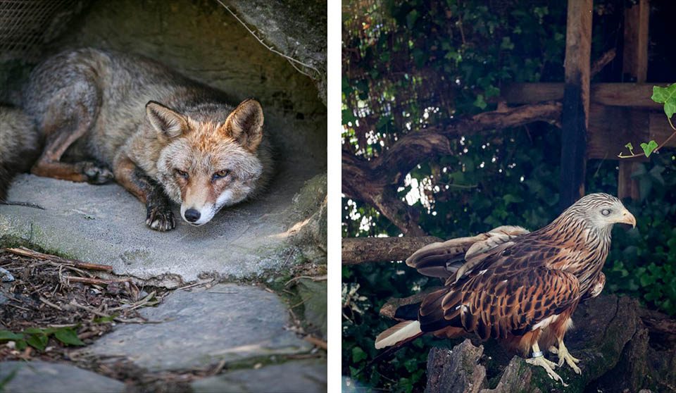 The male fox evaluates students from his foxhole as one of the sanctuary staff entered his enclosure with a few treats. At right, an eagle shows his blind eye and ruffled feathers to students. He was one of the few animals where his injuries and reasons for being in the sanctuary were visibly present. 