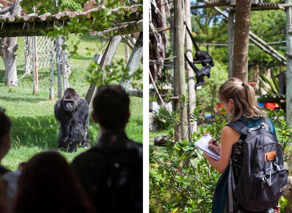 The male silverback gorilla showed as much interest in examining the students as they did him. At right, Rachel Willen of Carnegie Mellon University takes note of the spider monkey behaviors as they use their amazing tails for balance and agility.