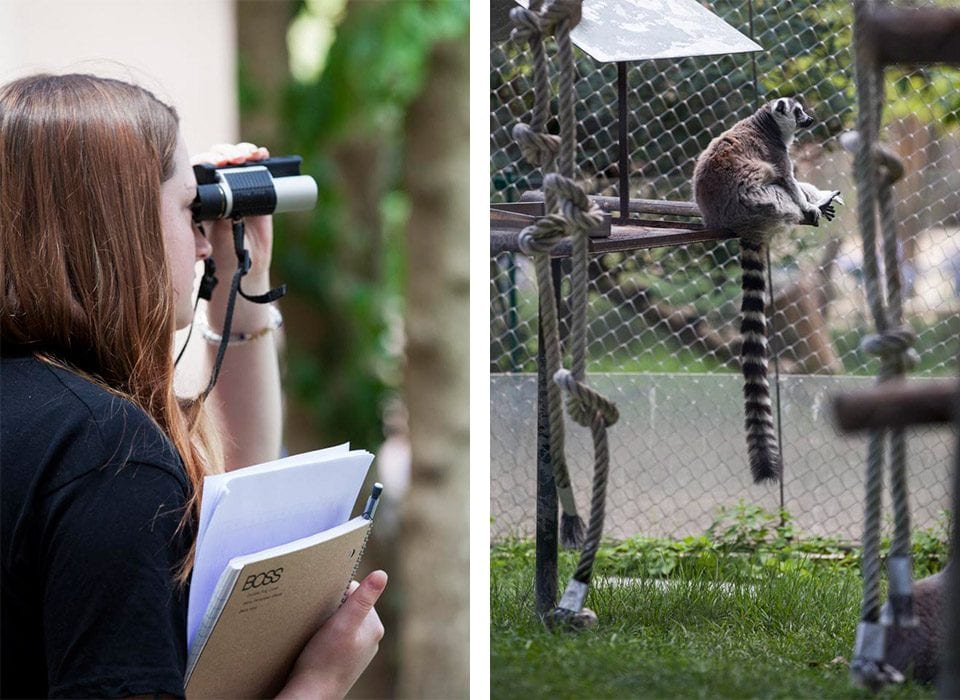 Binoculars came in handy while students took notes on primate habits. However, viewing many species in this zoo was quite easy as the Lisbon zoo uses waterways that the animals will not cross instead of fences to separate many of the primate exhibits. Lemurs, featured at right, have netting around their entire habitat due to their amazing leaping ability. 