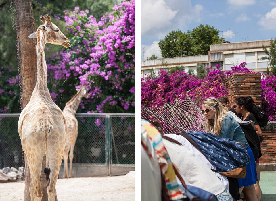 Giraffes nibble on some of the local flora surrounding their enclosure while soaking up the Lisbon sun. At right, student Jillian Nichols of Marquette University leans over the lion exhibit. Students were admiring the pride of lions, of which one lioness is pregnant. 