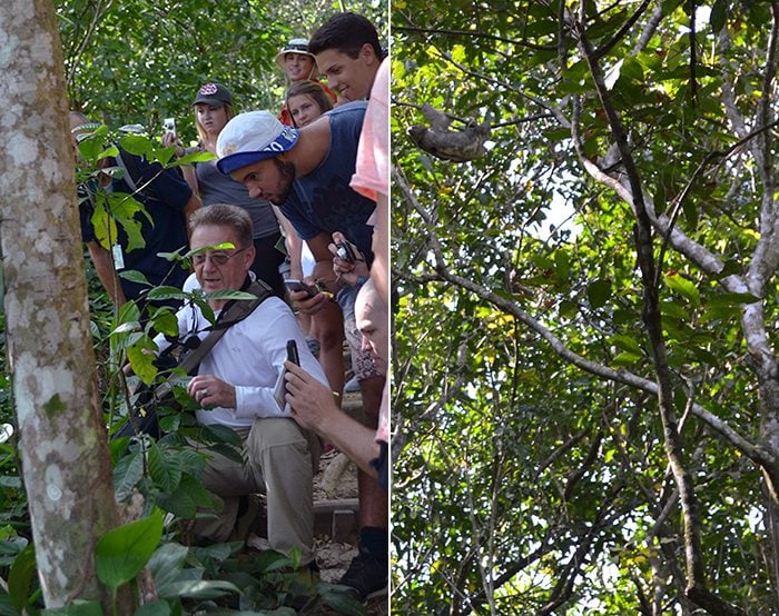 Left: Students uncover insects hiding under vegetation with the assistance of Professor Polozov. Right: A sloth is discovered hanging from a tree while hiking through Praihna.
