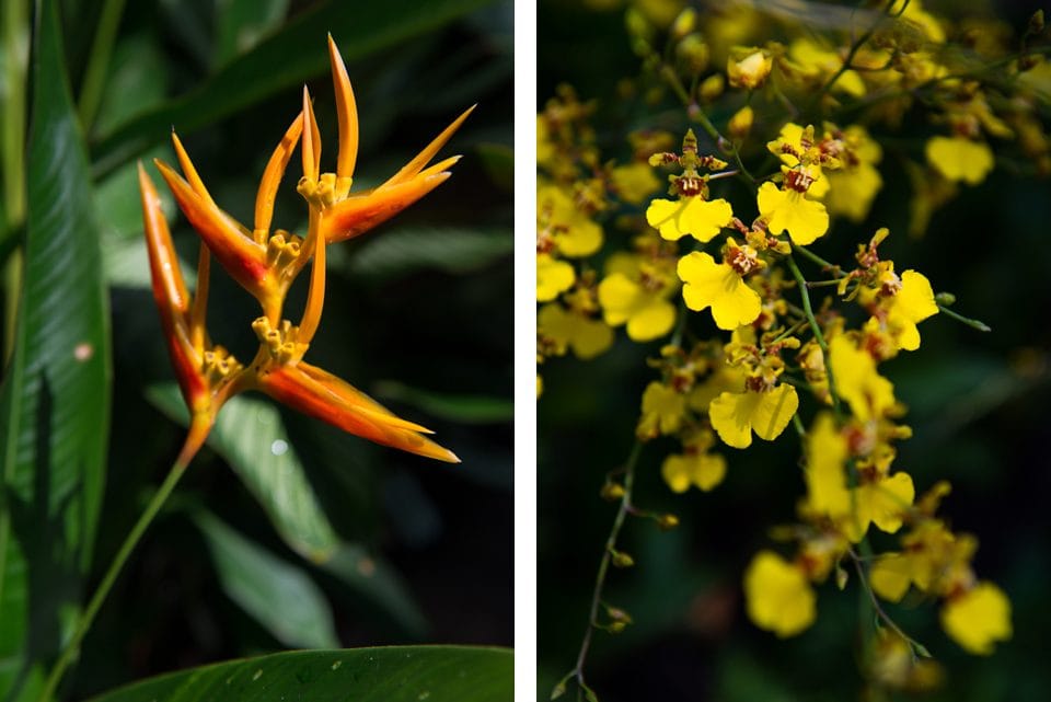 bird-of-paradise-orchids