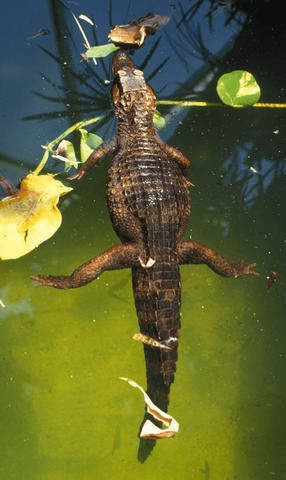 Dwarf Caiman on the Amazon River during Semester at sea enrichment voyage
