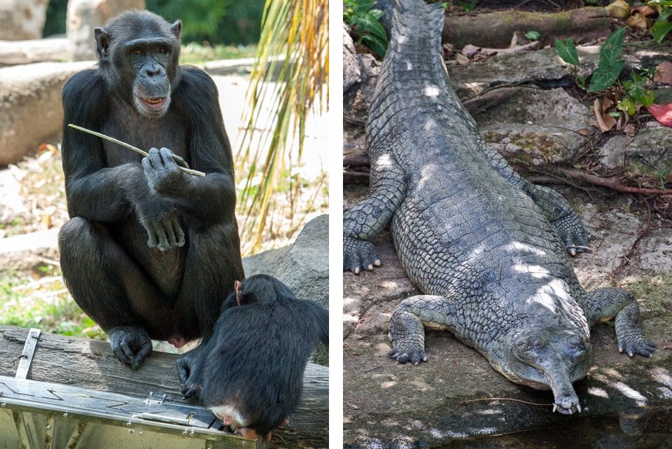 chimpanzee-crocodile