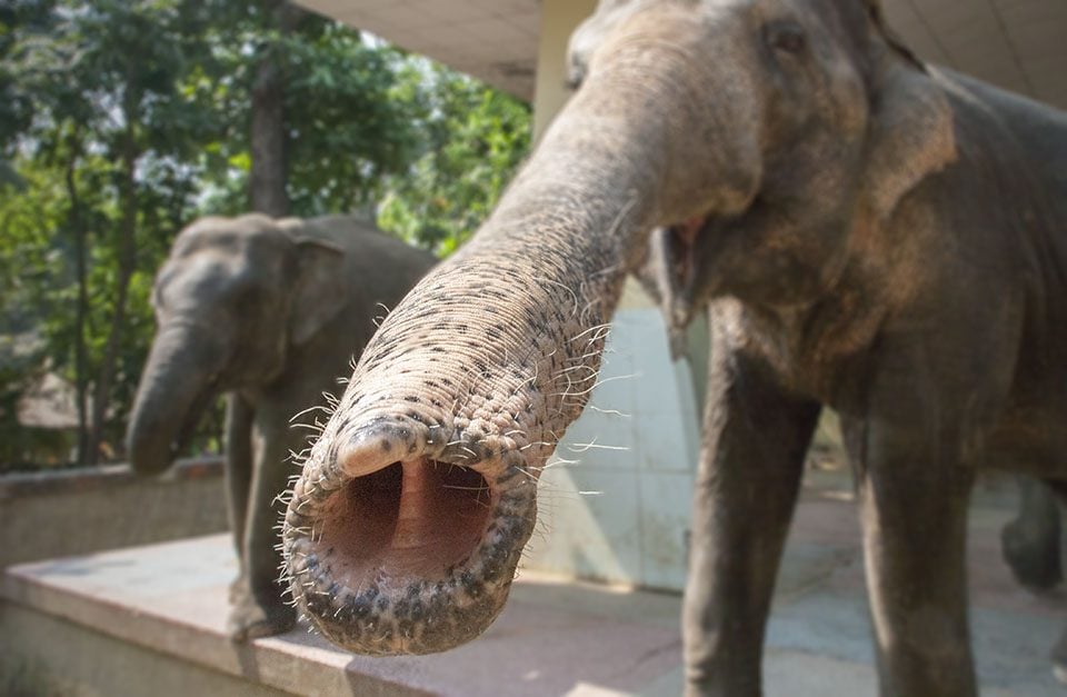 elephant