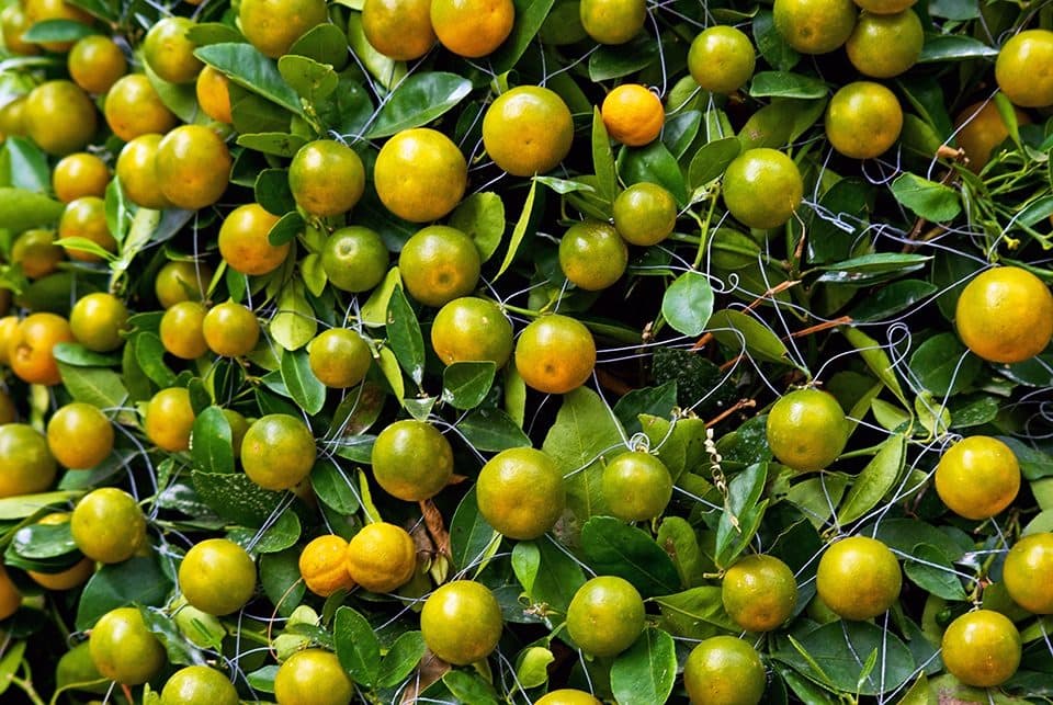 Vietnam's Tet Festival was occurring during the our stay in Ho Chi Minh City. The kumquat tree is a popular decoration for the living room during Tet. Caleb Pietrafesa from Cornell University took this photo of a kumquat tree in Ho Chi Minh City.